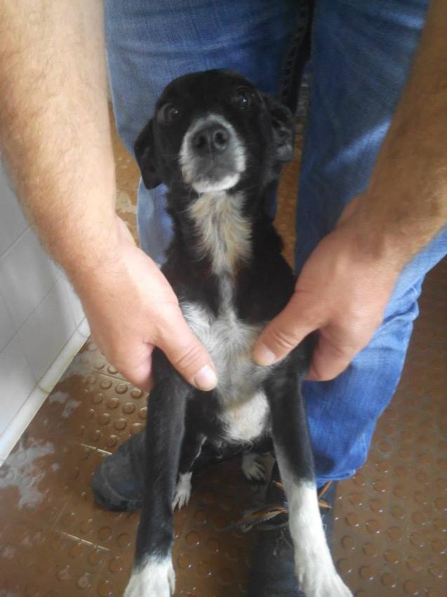 Kleine Hündin aus Tötungsstation gerettet! Hundehilfe Portugal